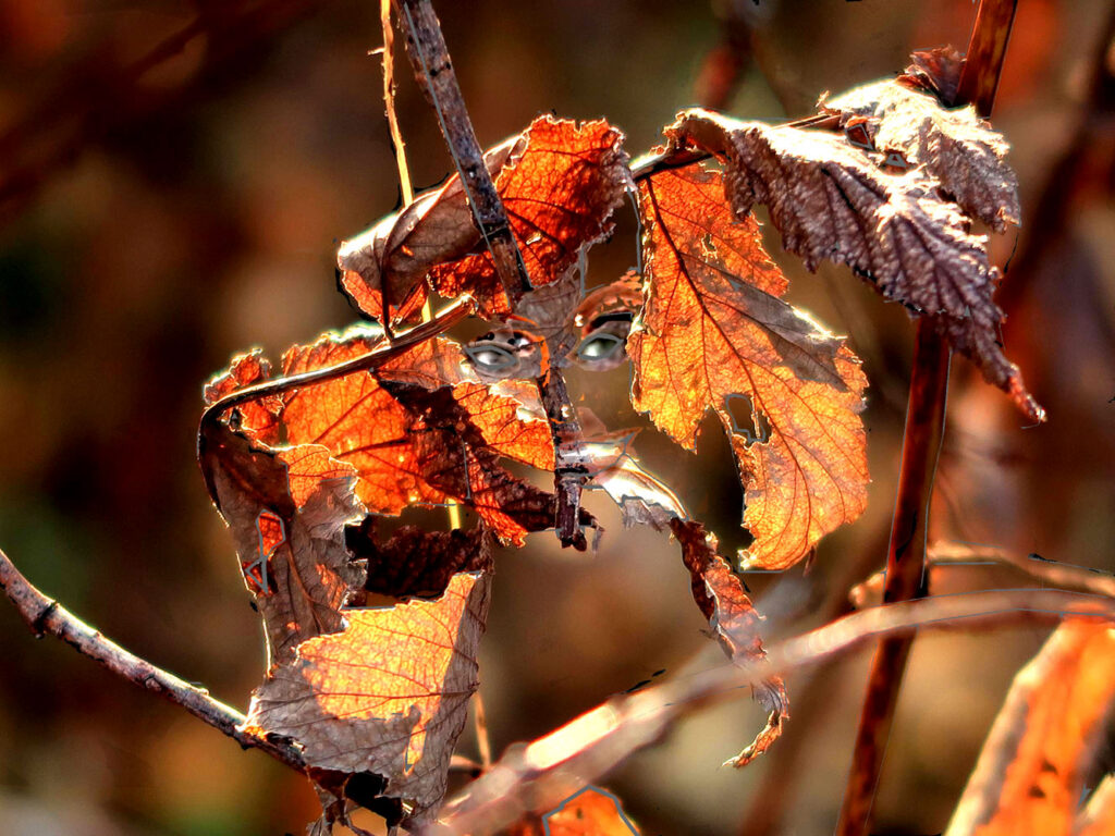 Soome vaegnägijast kunstniku Tero Kokko foto näituselt „Loodus kõneleb Kalevalas“